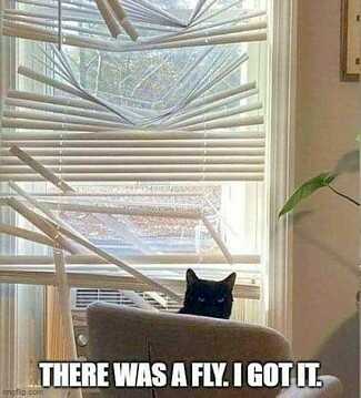 the cat ruined the blinds